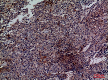 Cdc34 rabbit pAb