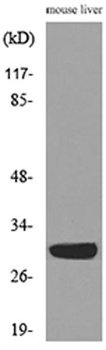 FGF-5 antibody