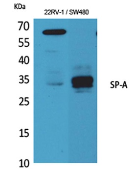 SP-A antibody