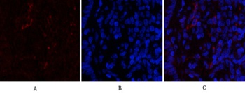 Cdk4 rabbit pAb