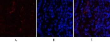 Cdk4 antibody