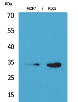 Cdk4 rabbit pAb