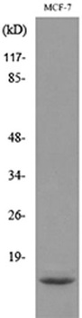 ACBP rabbit pAb