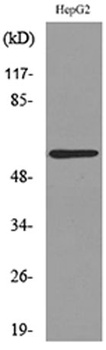 ASIC3 antibody