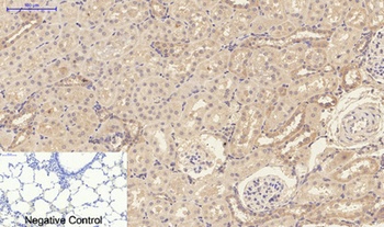 IL-1β rabbit pAb