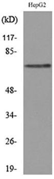 Glypican-3 antibody