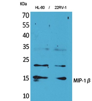 MIP-1β rabbit pAb