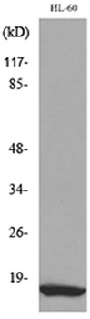 MIP-1β rabbit pAb
