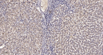 MIP-1β rabbit pAb