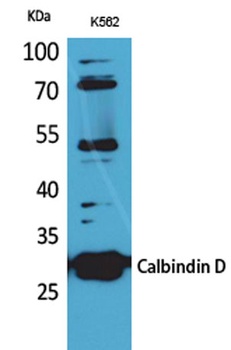 Calbindin D28K antibody