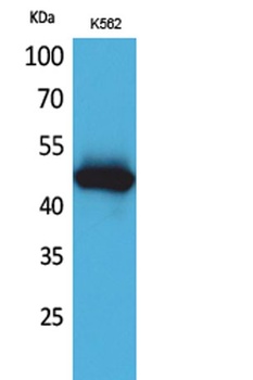 IL-5Rα rabbit pAb