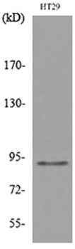 Neuregulin-2 rabbit pAb