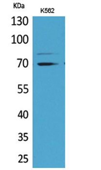 Keap1 antibody