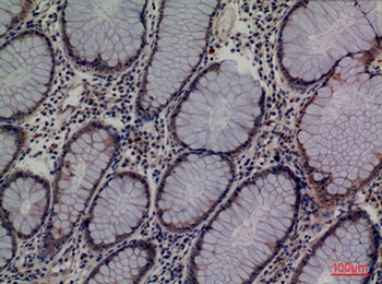 Lipocalin-1 antibody