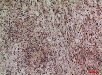 Lipocalin-1 rabbit pAb