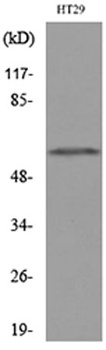 CYP11B1/2 rabbit pAb