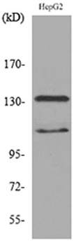 SHIP-2 rabbit pAb
