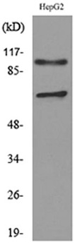 Neuropilin-2 antibody