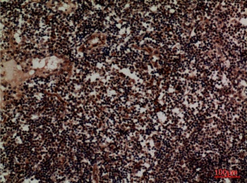 CD1D rabbit pAb