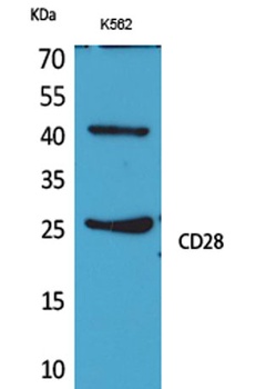 CD28 rabbit pAb Antibody