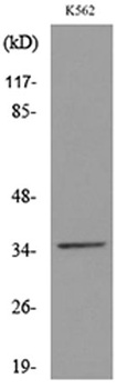CD32-A antibody