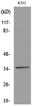 CD32-A rabbit pAb