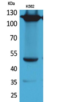 Integrin α4 rabbit pAb Antibody