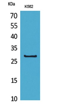 CD58 antibody