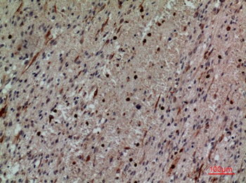 CD58 rabbit pAb