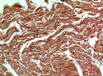 CD59 rabbit pAb