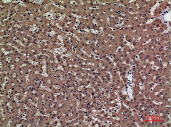 PSG1 antibody