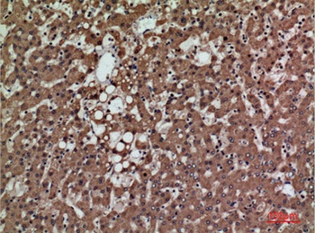 PSG1 rabbit pAb