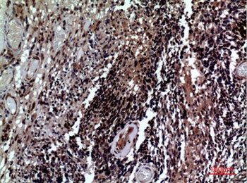 CD84 rabbit pAb Antibody