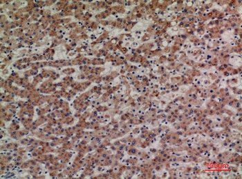 CD85g rabbit pAb