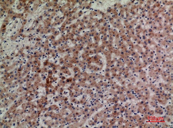CD85g rabbit pAb