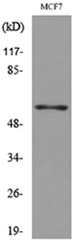 CD85g rabbit pAb