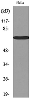 Nectin 3 rabbit pAb