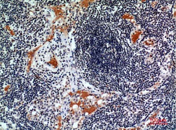 CD116 rabbit pAb