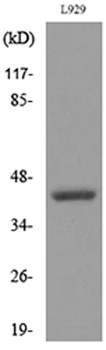 CD116 rabbit pAb