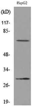 GGT1 rabbit pAb