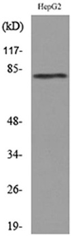 CD248 rabbit pAb