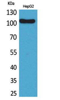 CD307 rabbit pAb Antibody
