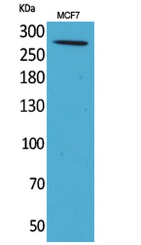 IGF-IIR rabbit pAb Antibody