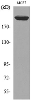 IGF-IIR rabbit pAb Antibody
