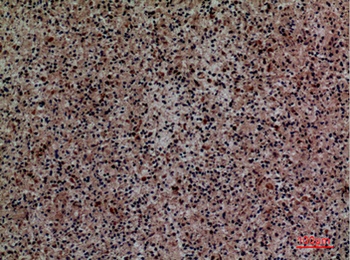 Siglec-5/14 rabbit pAb