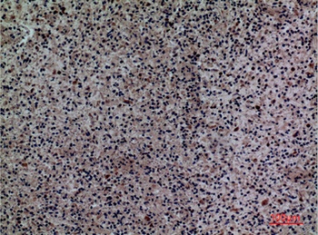 Siglec-5/14 rabbit pAb