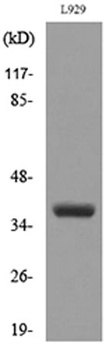 CD300g antibody