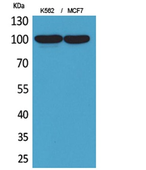 CD203c antibody