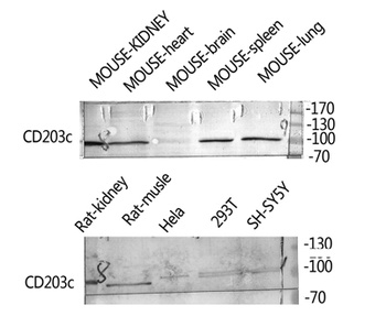 CD203c antibody