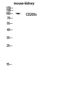 CD203c rabbit pAb